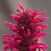 Duftnessel (Agastache) Morello -LICHTNELKE Geschäft Agastache Duftnessel Morello VF I