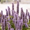 Duftnessel (Agastache Mexicana) Blue Fortune