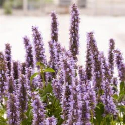 Duftnessel (Agastache Mexicana) Blue Fortune