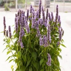 Duftnessel (Agastache Mexicana) Blue Fortune -LICHTNELKE Geschäft Agastache mexicana Duftnessel Blue Fortune VF III