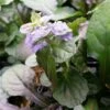 Kriechender Günsel (Ajuga Reptans) Braunherz 1 Kriechender Günsel (Ajuga Reptans) Braunherz -LICHTNELKE Geschäft Ajuga reptans Kriechender Guensel Braunherz lichtnelke OWZ I