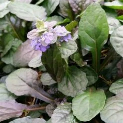 Kriechender Günsel (Ajuga Reptans) Braunherz -LICHTNELKE Geschäft Ajuga reptans Kriechender Guensel Braunherz lichtnelke OWZ II