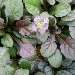 Kriechender Günsel (Ajuga Reptans) Braunherz -LICHTNELKE Geschäft Ajuga reptans Kriechender Guensel Braunherz lichtnelke OWZ IV