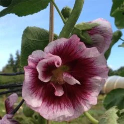 Stockrose (Alcea Rosea) Crème De Cassis -LICHTNELKE Geschäft Alcea rosea Stockrose Creme de Cassis lichtnelke OWZ III
