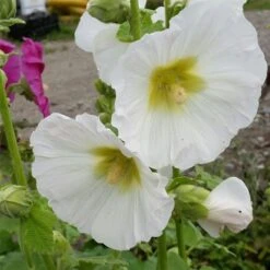 Titelseite -LICHTNELKE Geschäft Alcea rosea Stockrose Polarstar lichtnelke OWZ I