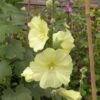 Russische Stockrose (Alcea Rugosa)