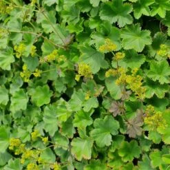 Gewöhnlicher Frauenmantel (Alchemilla Xanthochlora) -LICHTNELKE Geschäft Alchemilla erythropoda Zwerg Frauenmantel lichtnelke III