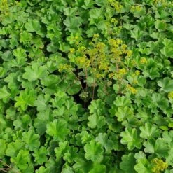 Titelseite -LICHTNELKE Geschäft Alchemilla erythropoda Zwerg Frauenmantel lichtnelke IV