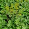 Gewöhnlicher Frauenmantel (Alchemilla Xanthochlora) -LICHTNELKE Geschäft Alchemilla erythropoda Zwerg Frauenmantel lichtnelke V