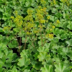 Gewöhnlicher Frauenmantel (Alchemilla Xanthochlora)