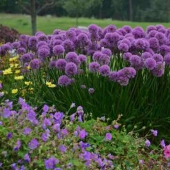 Berglauch Zierlauch (Allium Senescens) Millennium -LICHTNELKE Geschäft Allium giganteum Riesenlauch Millenium AP I