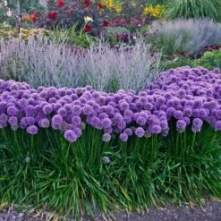 Berglauch Zierlauch (Allium Senescens) Millennium -LICHTNELKE Geschäft Allium giganteum Riesenlauch Millenium AP III