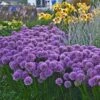 Berglauch Zierlauch (Allium Senescens) Millennium -LICHTNELKE Geschäft Allium giganteum Riesenlauch Millenium AP IV