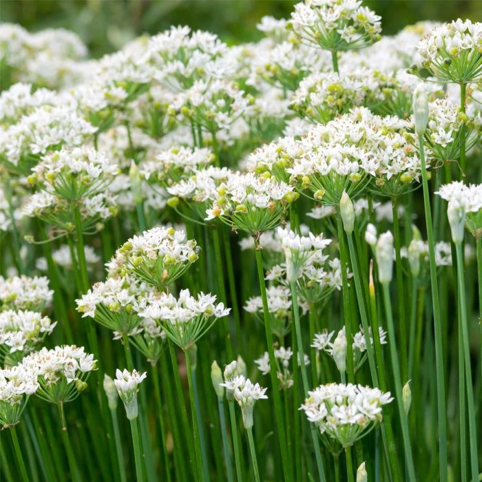 Schnittknoblauch (Allium Tuberosum) 4 Schnittknoblauch (Allium Tuberosum) – Bild 2
