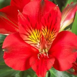 Inkalilie (Alstroemeria Hybrid) Colorita® Kate