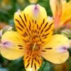 Hohe Inkalilie (Alstroemeria) Duke Nicholas -LICHTNELKE Geschäft Alstroemeria Inkalilie Duke Nicolas WB I