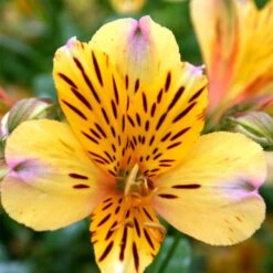 Hohe Inkalilie (Alstroemeria) Duke Nicholas