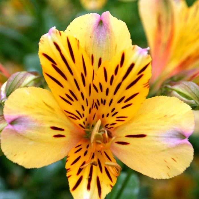 Hohe Inkalilie (Alstroemeria) Duke Nicholas 3 Hohe Inkalilie (Alstroemeria) Duke Nicholas