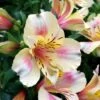 Inkalilie (Alstroemeria) LITTLE MISS Christina 1 Inkalilie (Alstroemeria) LITTLE MISS Christina -LICHTNELKE Geschäft Alstroemeria Inkalilie Little Miss Christina AP I 1