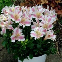 Inkalilie (Alstroemeria) LITTLE MISS Sophie