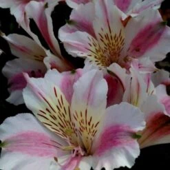 Inkalilie (Alstroemeria) LITTLE MISS Sophie -LICHTNELKE Geschäft Alstroemeria Inkalilie Little Miss Sophie AP I 1