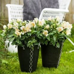 5 Pflanzen Inkalilie (Alstroemeria) Mix -LICHTNELKE Geschäft Alstroemeria Inkalilie MIX I