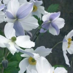 Herbst Anemone (Anemone Japonica) Wild SWAN® -LICHTNELKE Geschäft Anemone Anemone Wild Swan AP II