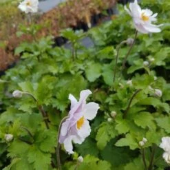 Herbst Anemone (Anemone Japonica) Wild SWAN® -LICHTNELKE Geschäft Anemone Herbstanemone Wild Swan lichtnelke OWZ I