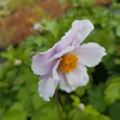 Herbst Anemone (Anemone Japonica) Wild SWAN® -LICHTNELKE Geschäft Anemone Herbstanemone Wild Swan lichtnelke OWZ II