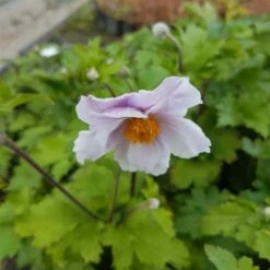 Herbst Anemone (Anemone Japonica) Wild SWAN® -LICHTNELKE Geschäft Anemone Herbstanemone Wild Swan lichtnelke OWZ III