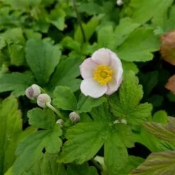 Herbstanemone (Anemone Hupehensis) Rose Shades -LICHTNELKE Geschäft Anemone hupehensis Herbstanemone Rose Shades lichtnelke OWZ I