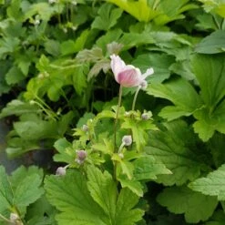 Herbstanemone (Anemone Hupehensis) Rose Shades -LICHTNELKE Geschäft Anemone hupehensis Herbstanemone Rose Shades lichtnelke OWZ III