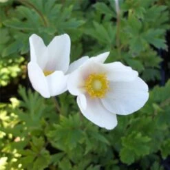 Waldanemone (Anemone Sylvestris) Snow White 9 Waldanemone (Anemone Sylvestris) Snow White -LICHTNELKE Geschäft Anemone sylvestris Waldanemone lichtnelke OWZ III