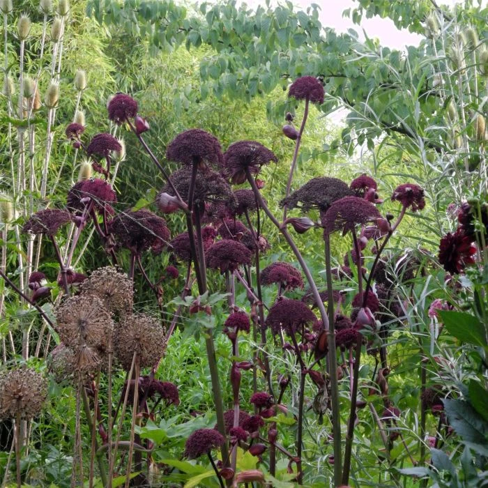 Großer Engelwurz (Angelica Gigas) 4 Großer Engelwurz (Angelica Gigas) – Bild 2
