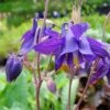 Alpenakelei (Aquilegia Alpina ) -LICHTNELKE Geschäft Aquilegia alpina Alpenakelei lichtnelke OWZ I