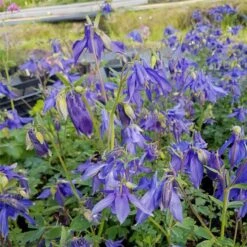 Alpenakelei (Aquilegia Alpina ) -LICHTNELKE Geschäft Aquilegia alpina Alpenakelei lichtnelke OWZ VI