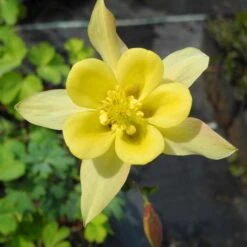 Titelseite -LICHTNELKE Geschäft Aquilegia chrysanta Akelei Yellow Queen lichtnelke MIX