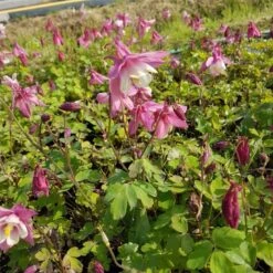Akelei (Aquilegia Flabellata) SPRING MAGIC Rose White -LICHTNELKE Geschäft Aquilegia flabellata Akelei Spring Magic Rosa Wei lichtnelke OWZ I 1