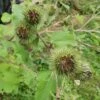 Große Klette (Arctium Lappa) -LICHTNELKE Geschäft Arctium lappa Groe Klette lichtnelke OWZ II