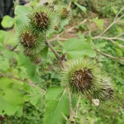 Große Klette (Arctium Lappa)