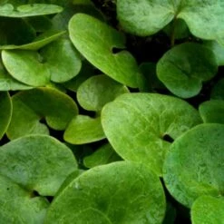 Haselwurz (Asarum Europaeum)