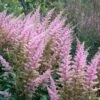 Zwerg-Prachtspiere (Astilbe Chinensis Var. Pumila) 1 Zwerg-Prachtspiere (Astilbe Chinensis Var. Pumila) -LICHTNELKE Geschäft Astilbe chinensis var pumila Zwerg Prachtspiere Original Anita Pfeifer lichtnelke OWZ I