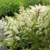Prachtspiere (Astilbe X Arendsii) Astary White -LICHTNELKE Geschäft Astilbe x arendsii Prachtspiere Astary White lichtnelke OWZ I 1