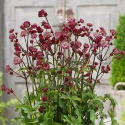 Große Sterndolde (Astrantia Major) Star Of Love -LICHTNELKE Geschäft Astrantia major Groe Sterndolde Star of Love AP III 1