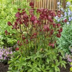 Titelseite -LICHTNELKE Geschäft Astrantia major Groe Sterndolde Star of Love AP II 1