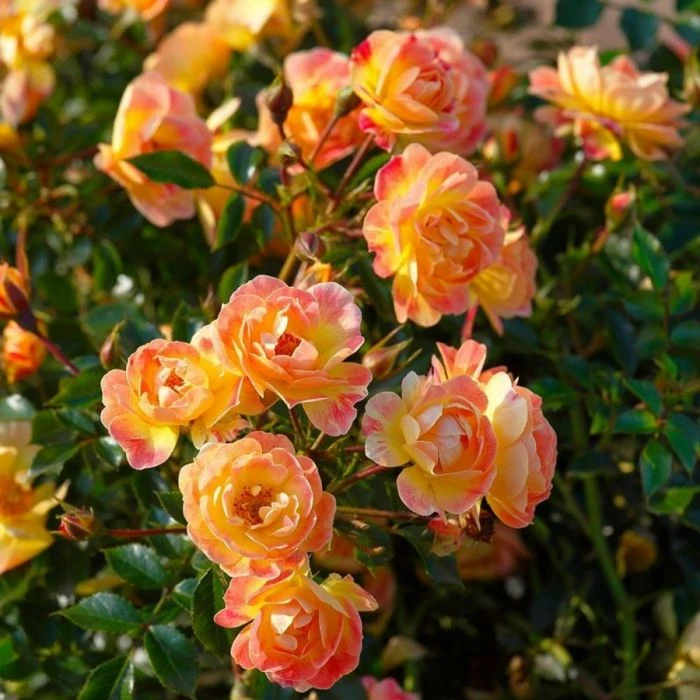 Bienenweide® (Züchterrose) Fruity 4 Bienenweide® (Züchterrose) Fruity – Bild 2
