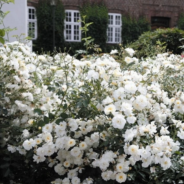 Bodendeckerrose (Züchterrose) Schneekönigin® 4 Bodendeckerrose (Züchterrose) Schneekönigin® – Bild 2