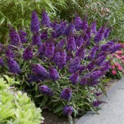 Zwerg Schmetterlingsflieder (Buddleja Davidii) BUTTERFLY CANDY Little Purple -LICHTNELKE Geschäft Buddleja Zwergschmetterlingsflieder Butterfly Candy Little Purple VF II sk