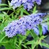 Zwerg-Schmetterlingsflieder (Buddleja Davidii) BUZZ Improved Sky Blue -LICHTNELKE Geschäft Buddleja davidii Zwerg Schmetterlingsflieder BUZZ Improved Sky Blue KR I