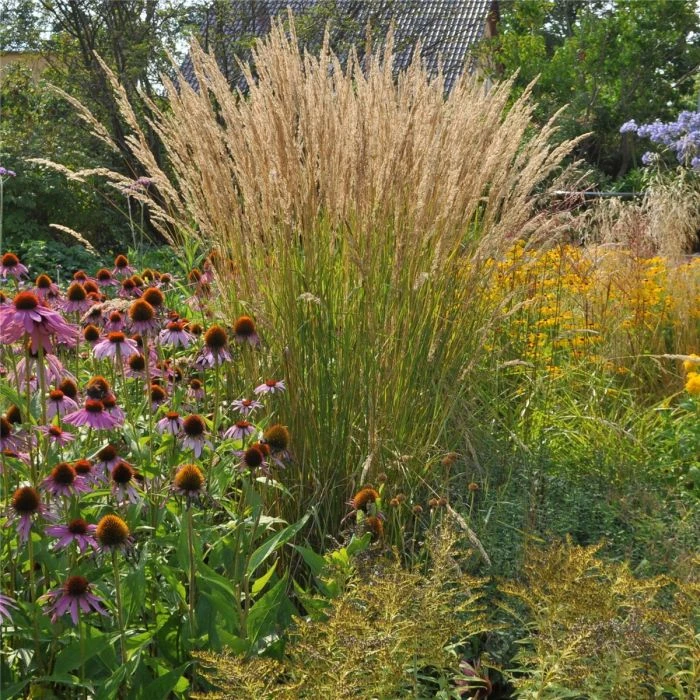 Hohes Reitgras (Calamagrostis Acutiflora) Karl Foerster 4 Hohes Reitgras (Calamagrostis Acutiflora) Karl Foerster – Bild 2